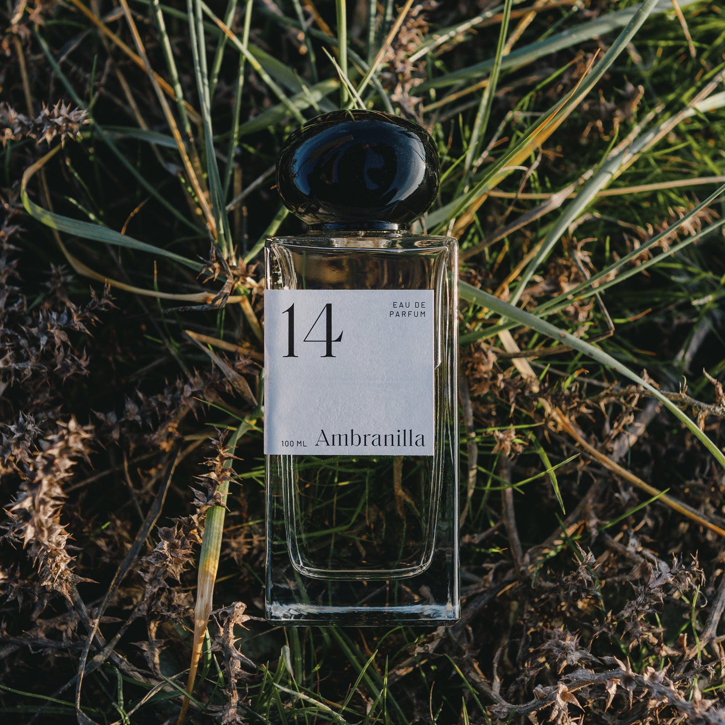 14 - Ambranilla